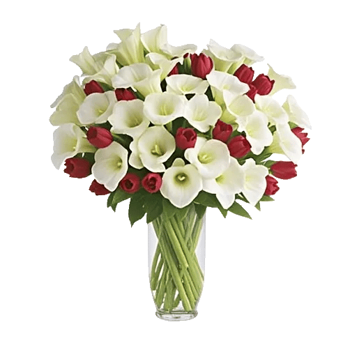 Elegant Calla Lilies