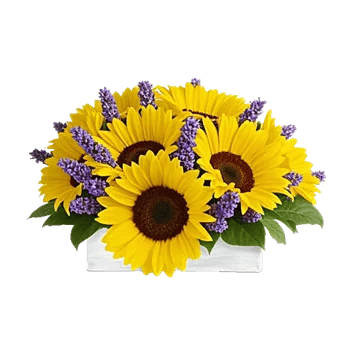 Amber Sunflower Glow