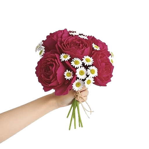 Peony Petal Harmony
