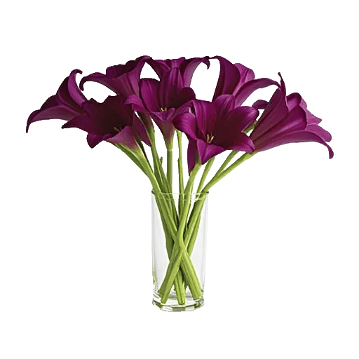 Elegant Calla Lilies