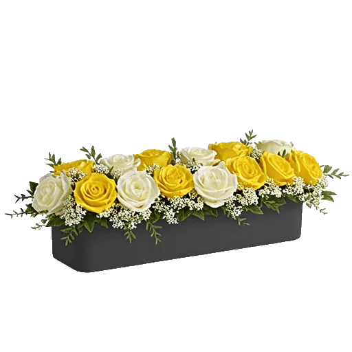 Radiant Rose Symphony