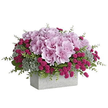 Serene Petal Harmony