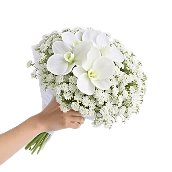 Minimalist White Orchids