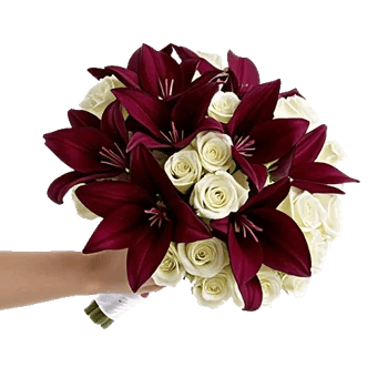 Elegant Calla Lilies