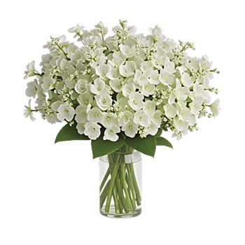 Ivory Blossom Radiance