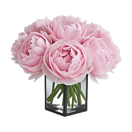 Peony Petal Harmony
