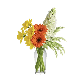 Petal Radiance Bliss