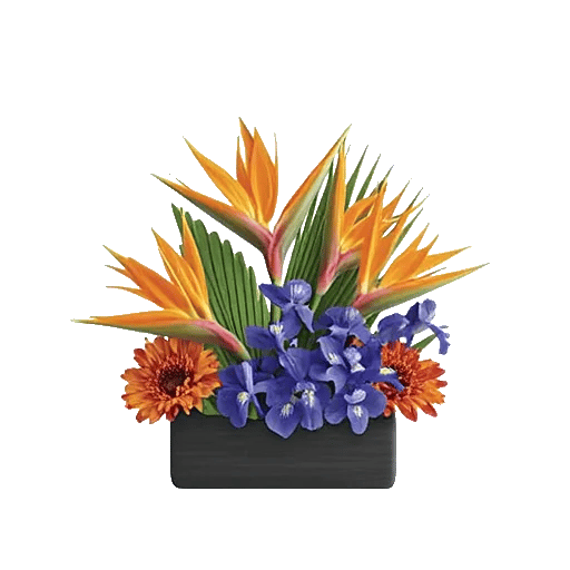 Modern White Orchids