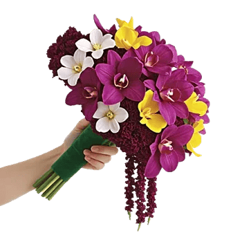 Orchid Petal Glow