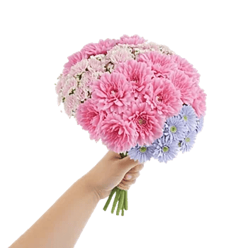 Pastel Pink Roses