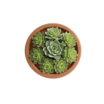 Modern White Orchids