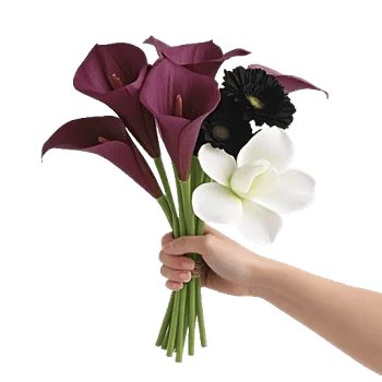 Elegant Calla Lilies