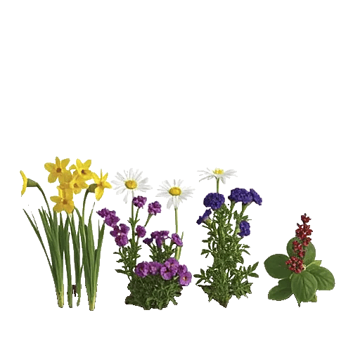 Crisp Spring Blooms