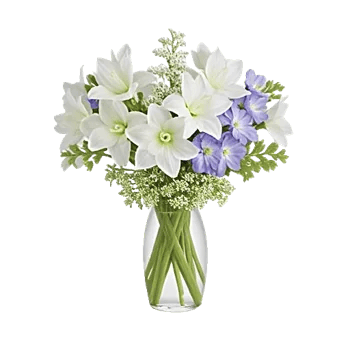 Ivory Blossom Radiance