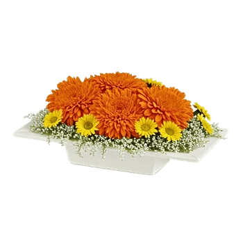 Vibrant Orange Delight