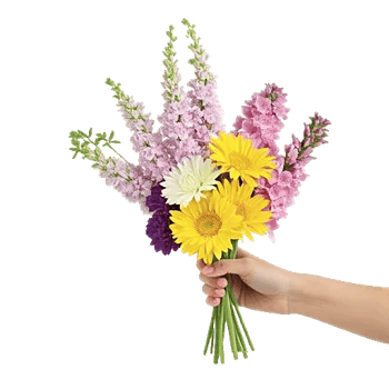 Blossom Harmony Display