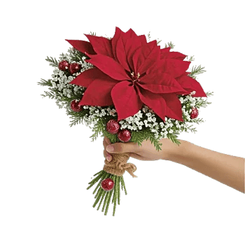 Crimson Rose Elegance