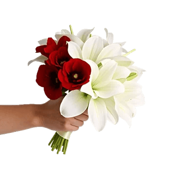 Blushing Rose Symphony