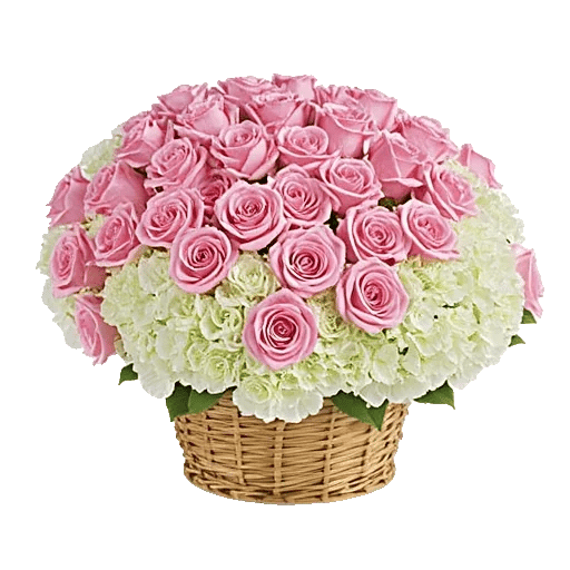 Blushing Rose Symphony