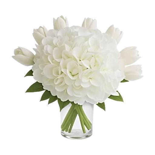 Ivory Blossom Radiance