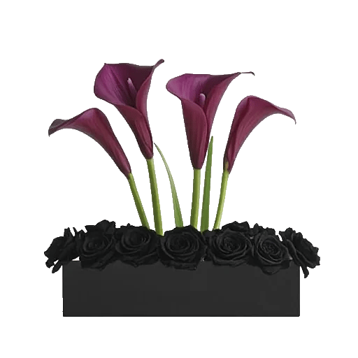 Elegant Calla Lilies