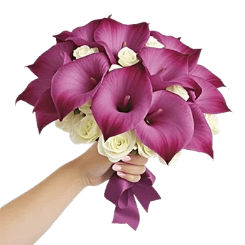 Elegant Calla Lilies