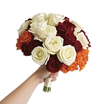 Blushing Rose Symphony