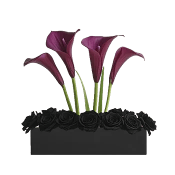 Elegant Calla Lilies