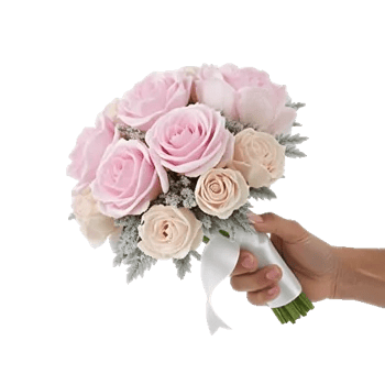 Pastel Pink Roses