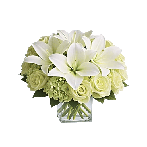 Ivory Blossom Radiance