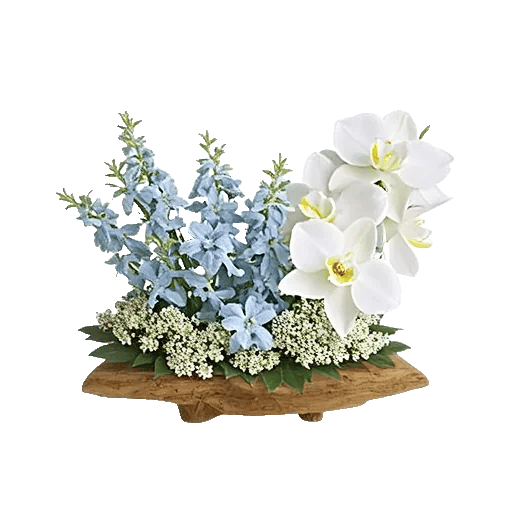 Modern White Orchids