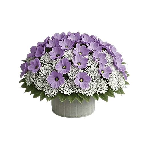 Lavender Bloom Grace