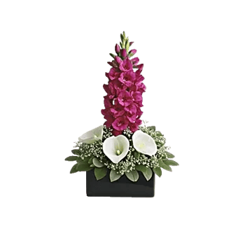 Elegant Calla Lilies