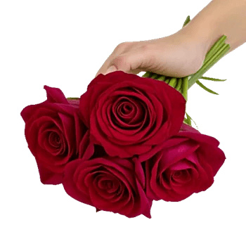 Crimson Rose Elegance