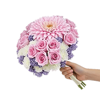 Pastel Pink Roses