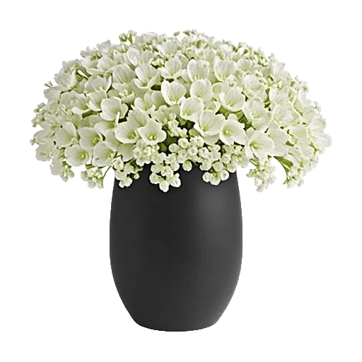 Ivory Blossom Radiance