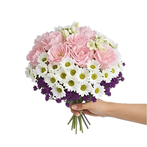 Pastel Pink Roses