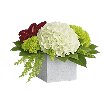 Modern White Orchids