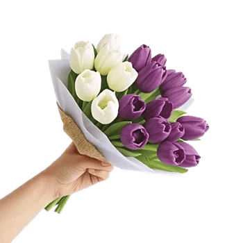 Velvet Tulip Display