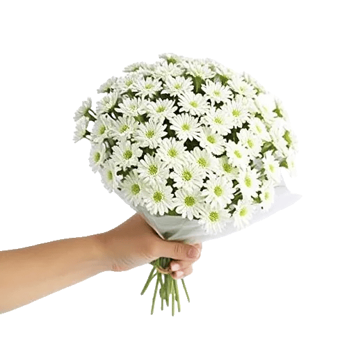 Minimalist White Orchids