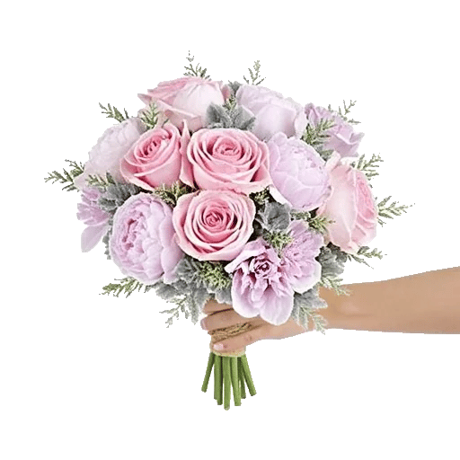 Pastel Pink Roses
