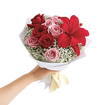 Scarlet Tulip Splendor