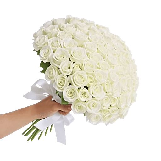 Blushing Rose Symphony