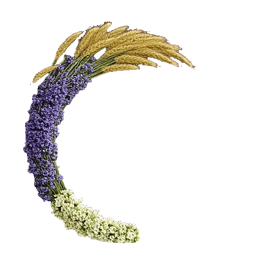 Ivory Blossom Radiance