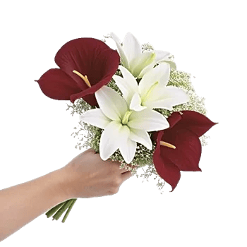Elegant Calla Lilies