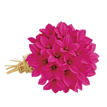 Blushing Rose Symphony