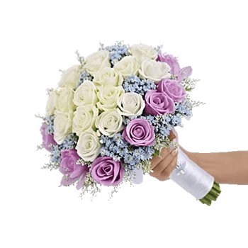 Blushing Rose Symphony