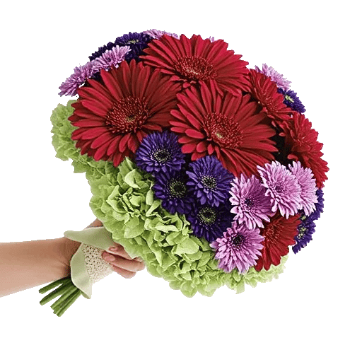 Blushing Rose Symphony