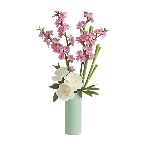 Plum Blossom Radiance