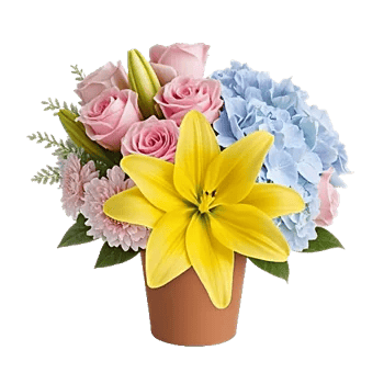 Blossom Harmony Display